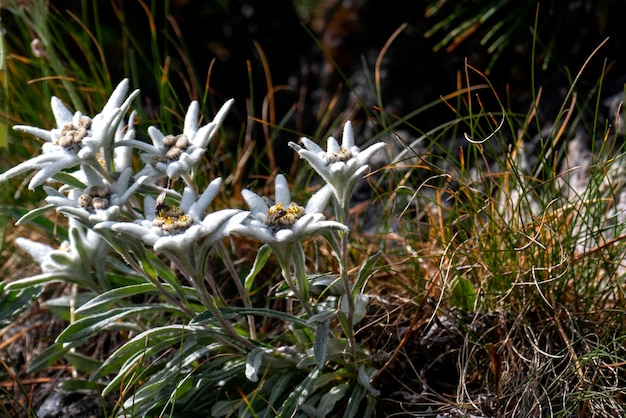 Jak utwardzić hybrydę bez ryzyka uszkodzenia paznokci?