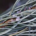 Jakie zioła na siwe włosy mogą wspierać naturalny kolor?