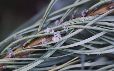 Jakie zioła na siwe włosy mogą wspierać naturalny kolor?